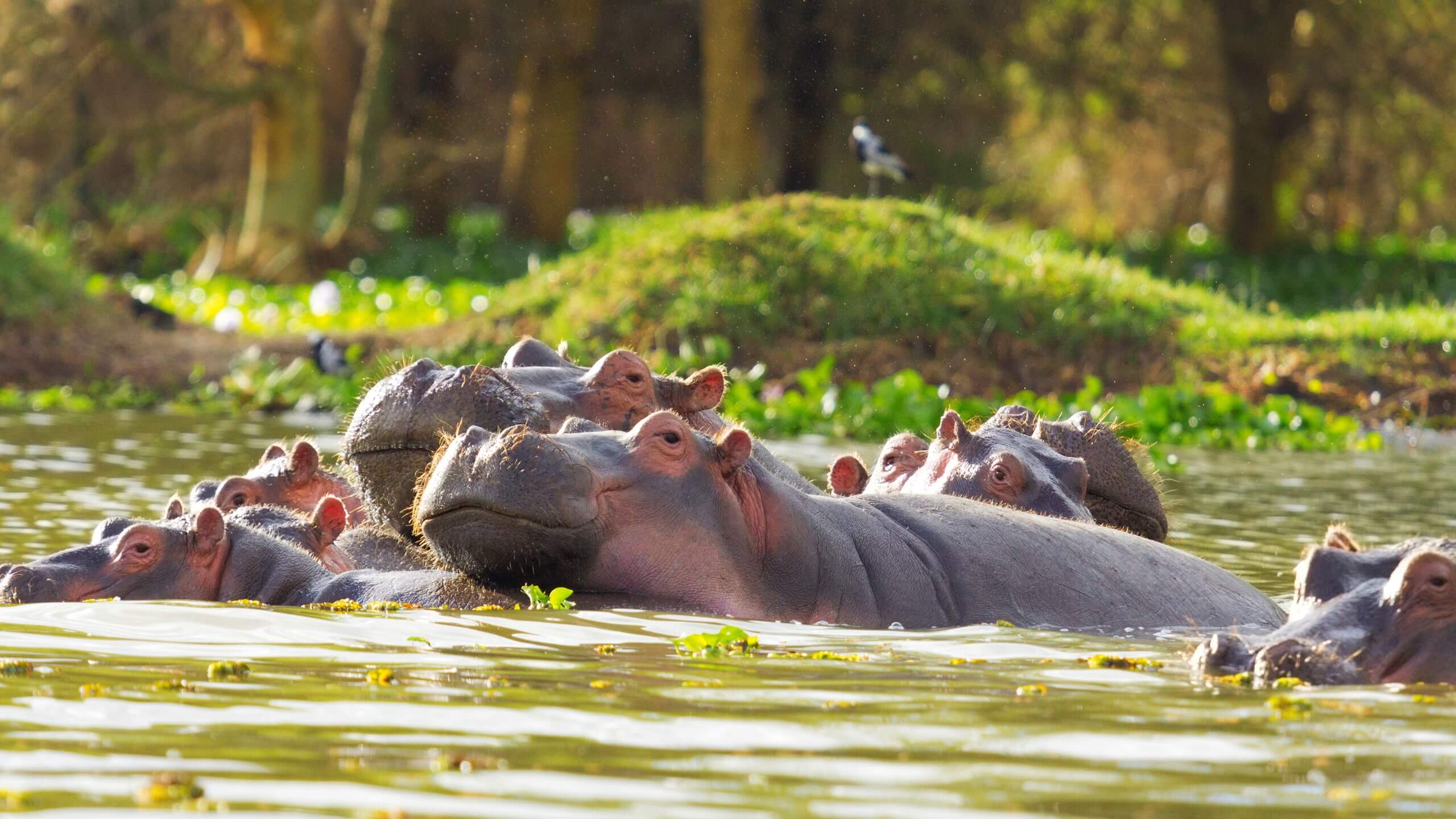 A pod of hippos in Lake Naivasha.