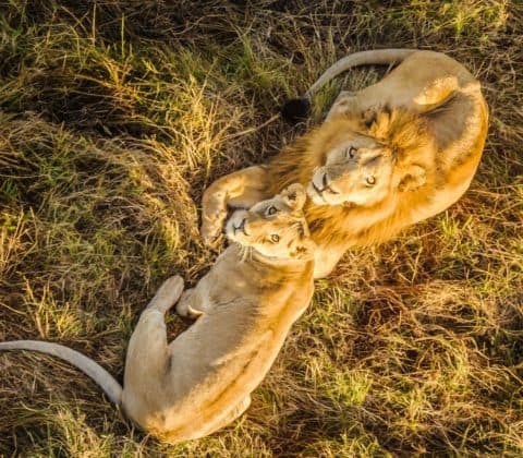 A romantic safari picnic setup for a couple.