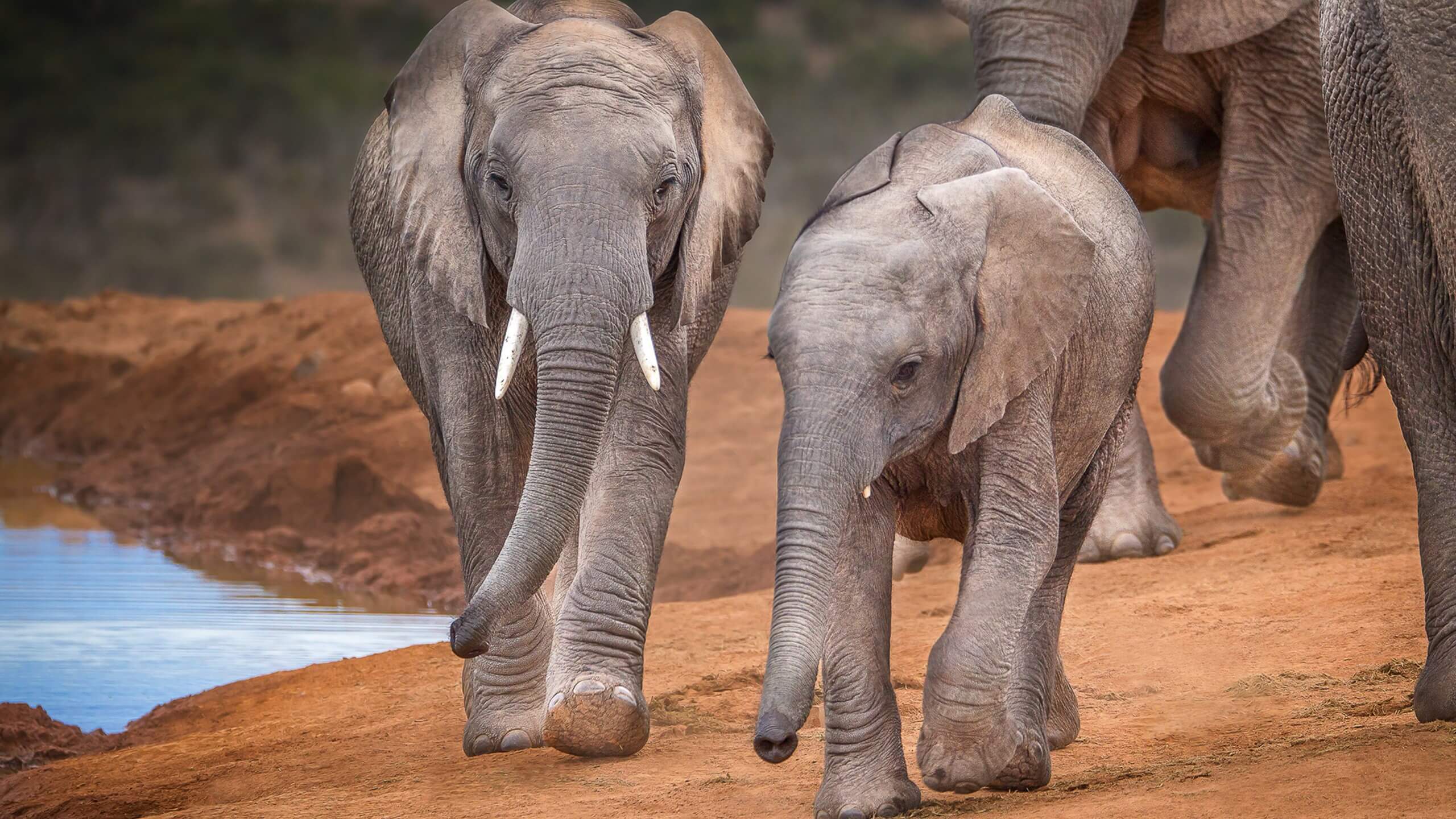 An elephant by a waterhole.