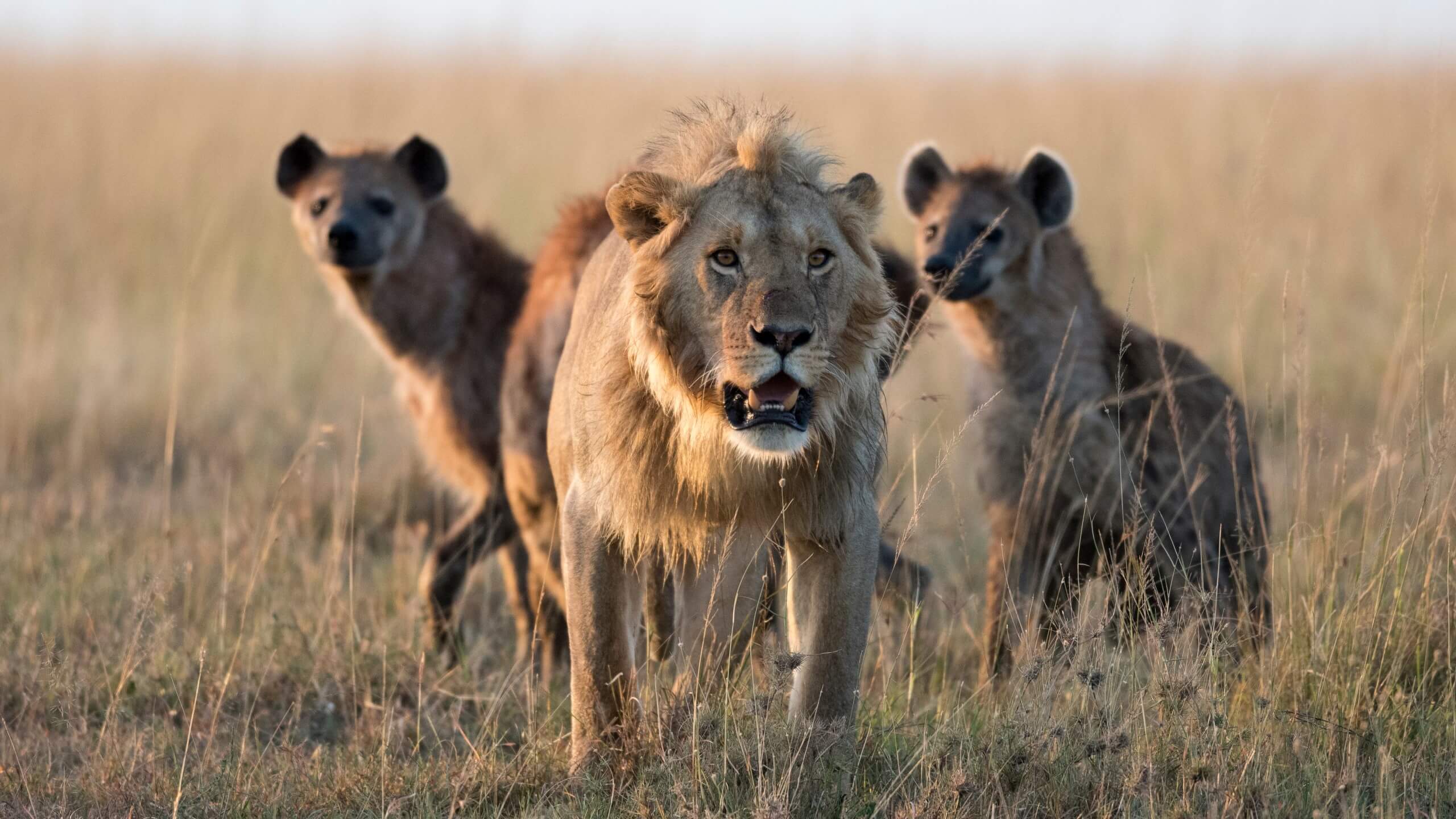 A male lion confronting a hyena.