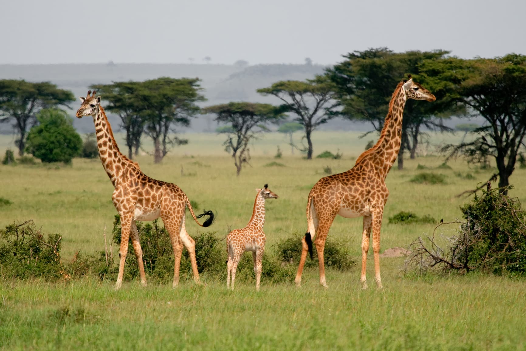 A herd of giraffes in the Serengeti.